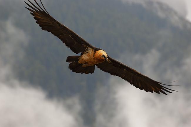 Quebrantahuesos adulto en vuelo en Pirineos (foto: José Carlos González / FCQ).