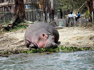 Un hipopótamo se solea en la orilla del lago Naivasha (Kenia) mientras dos hombres conversan relajados a pocos metros de él (foto: José Carlos de la Fuente).