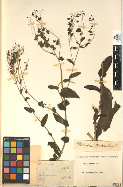 Pliego de herbario de Isatis platyloba enviado por Hoffmannsegg a Cavanilles en 1801 (foto: Herbario del Real Jardín Botánico / CSIC).