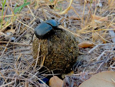 Un escarabajo pelotero de la especie Scarabaeus sacer con su bola de excremento en el Parque Nacional de Doñana (foto: Elisa Villén-Molina y José R. Verdú).