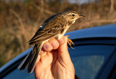 Bisbita de Richard (Anthus richardi) marcado con un geolocalizador en Cabo Peñas (Asturias) el pasado mes de febrero (foto: M. Quintana).