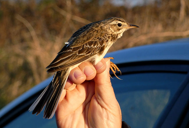 Bisbita de Richard (Anthus richardi) marcado con un geolocalizador en Cabo Peñas (Asturias) el pasado mes de febrero (foto: M. Quintana).