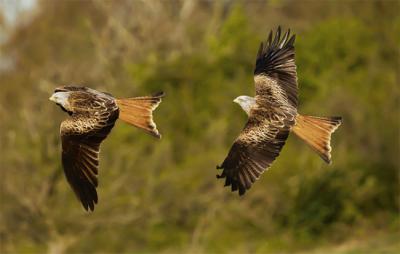 Pareja de milanos reales en una zona de transición entre bosque y pastizal (foto: Giedriius / Adobe Stock).