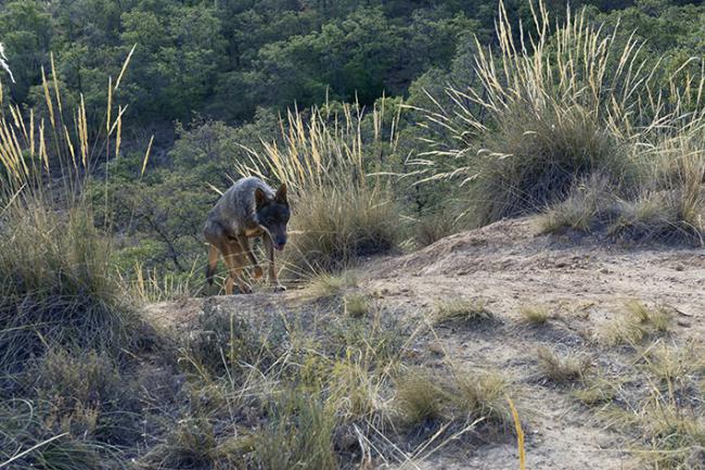 En esta imagen de fototrampeo, un lobo adulto patrulla su territorio en la zona de estudio, en el Sistema Central (foto: Ángel M. Sánchez / Voluntariado Censo Lobo Ibérico).