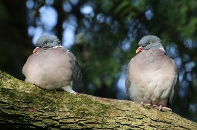 Pareja de palomas torcaces (foto: Charles J. Sharp / Wikicommons).