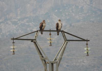 Perdiceras subadultas posadas en el apoyo de un tendido eléctrico. Esta pareja ha ocupado un territorio abandonado desde hace 25 años (foto: Juan Luis Bort).