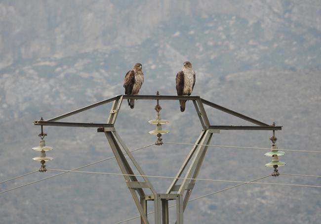 Perdiceras subadultas posadas en el apoyo de un tendido eléctrico. Esta pareja ha ocupado un territorio abandonado desde hace 25 años (foto: Juan Luis Bort).