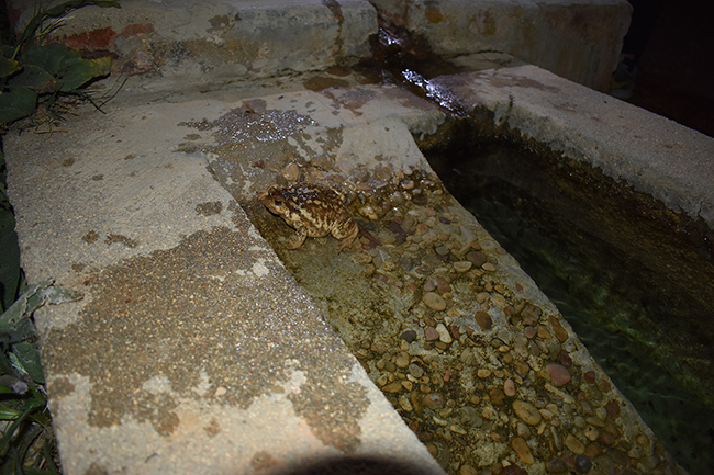 Rampa construida para facilitar el acceso de anfibios en Fuente María (Valdelaguna, Madrid), donde actualmente se reproducen el sapo corredor, el sapo partero común y el sapo común ibérico (en la foto).