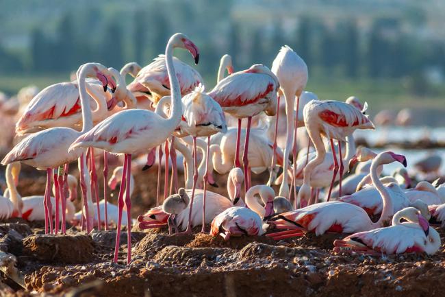 Colonia de flamencos establecida en el centro de la laguna de Torrevieja. Puede apreciarse la presencia de algún pollo aún pequeño (foto: F. Kenzelmann).