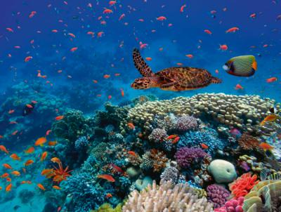 Biodiversidad marina en un arrecife coralino del Mar Rojo frente a las costas de Egipto (foto: Vlad61 / Shutterstock).