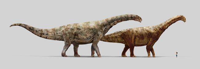 Reconstrucción de los dos turiasaurios gigantes ibéricos: Turiasaurus (izquierda) y Losillasaurus (diseño: Daniel Ayala).