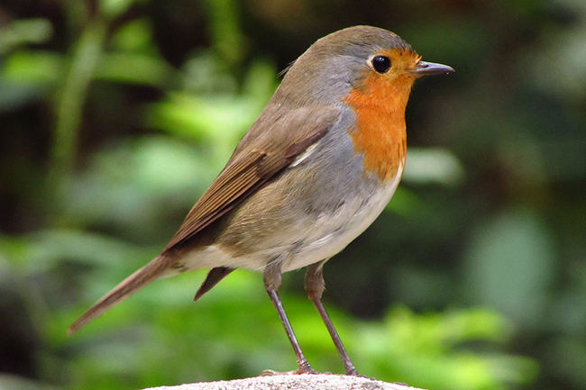 Petirrojo adulto con su plumaje completo (foto: Antonio J. Plaza).