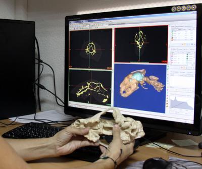 La Tomografía Computarizada (TC) permite visualizar el interior de los cráneos fósiles y comparar su anatomía con la de especies actuales (foto: Manuel J. Salesa).