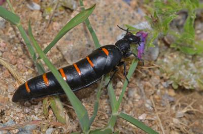 Ejemplar de Berberomeloe castuo encontrado en la localidad madrileña de Robledo de Chavela (foto: Mario García-París).