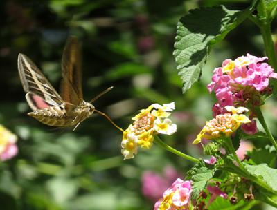 Ejemplar de esfinge rayada (Hyles livornica) libando en unas flores de Lantana camara a plena luz del día en los jardines del ZooBotánico de Jerez. La foto fue tomada el 7 de mayo de 2021.