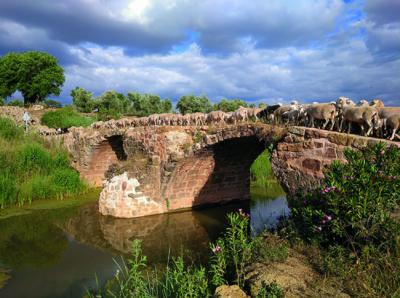 Un rebaño de ovejas segureñas cruza el río Guadalimar (Jaén) por el Puente Mocho (s. II). Foto: A. Contreras.