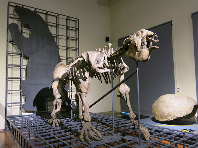 Histórico esqueleto de megaterio (Megatherium americanum) expuesto en el Museo Nacional de Ciencias Naturales (CSIC) de Madrid. Detrás, silueta de su posible postura en vida (foto: L. Alcalá).