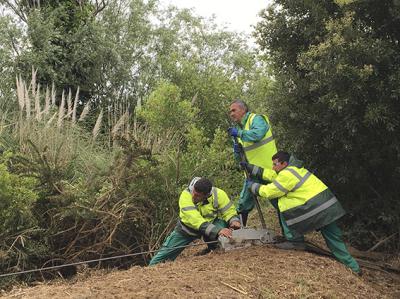 Varios operarios trabajan en equipo en la erradicación del plumero de la pampa (foto: LIFE Stop Cortaderia).