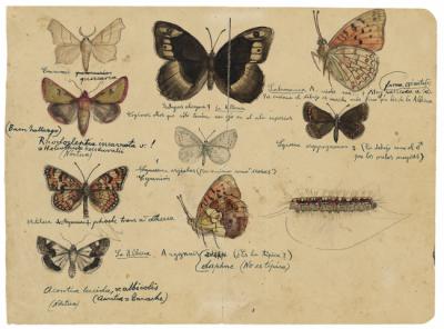 En su adolescencia y primera juventud, Bernáldez se interesó especialmente por las mariposas, que reproducía en ilustraciones como esta de 1951 para enviárselas por carta al religioso Ambrosio Fernández y consultarle sobre su identificación.