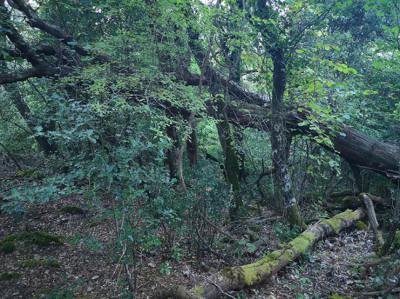 El carrascal del Majal, es uno de los 24 bosques estudiados al sur de la provincia de Albacete (foto: A. Félix Carrillo).