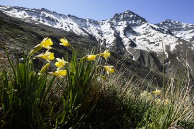 Narcisos de Sierra Nevada (Narcissus nevadensis), una planta endémica cuya distribución global se limita a este macizo montañoso y a las sierras vecinas de Baza y Los Filabres, así como a la sierra de Villafuerte (Murcia). Foto: Roberto Travesí.