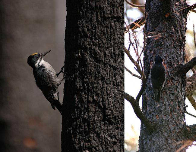 El pico ártico (Picoides arcticus) vive en los bosques de coníferas de la franja boreal-mediterránea de Norteamérica y excava su nido en los troncos cuando el bosque se quema. Fotos: cortesía de Richard Hutto.