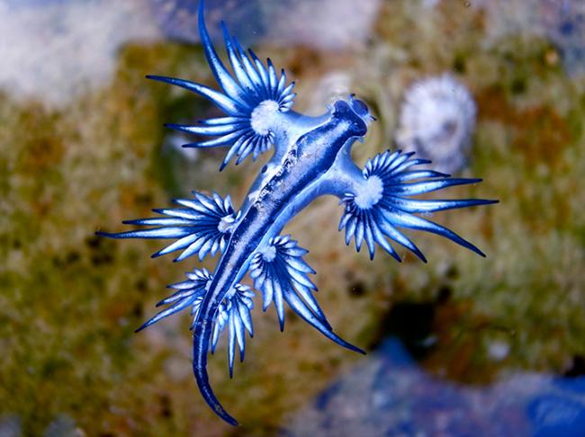 Dragón marino azul fotografiado en una zona costera australiana (foto: Sahara Frost / Adobe Stock).