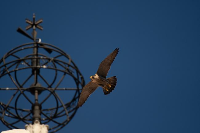 Macho de halcón peregrino perteneciente a la pareja que anida en las cubiertas del Museo de América de Madrid (foto: Rafael Bernal).