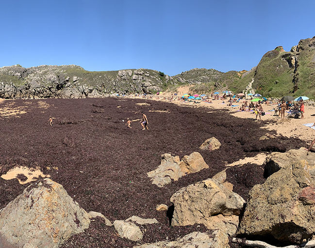 Arribazón otoñal de Gelidium corneum, alga conocida como caloca, en una playa de Cantabria. Foto: Universidad de Cantabria (Instituto de Hidráulica Ambiental). 