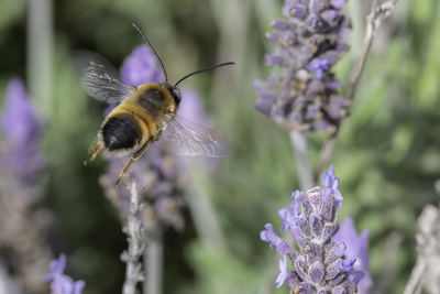 Un macho de Eucera nigrilabris se acerca a unas flores de lavanda en un jardín de Murcia (foto: Chema Catarineu).