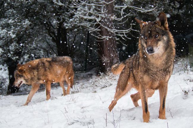 Los lobos no son nocturnos por elección propia, sino porque así rehúyen mejor la persecución (foto: Ramón Carretero / Shutterstock).