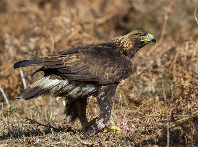 Inmaduro de águila real con una presa en las garras