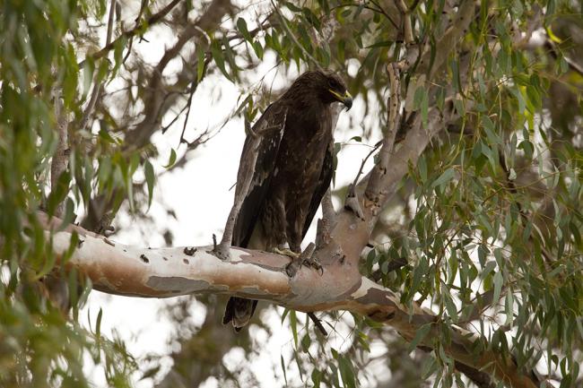 "Tonn" posado sobre un eucalipto en el Parque Natural de El Hondo (Alicante) en octubre de 2010 (foto: Urmas Sellis).