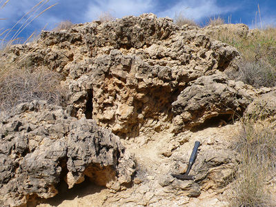 Parche arrecifal fósil de corales del género Tarbellastraea. Su emplazamiento original, hace unos 8 millones de años, era un pequeño delta en el corredor del Almanzora  (foto: Juan Carlos Braga).