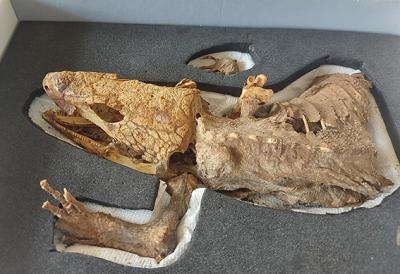 Momia de Gallotia goliath, especie extinta que habitaba en la isla de Tenerife (foto: Penélope Cruzado Caballero).
