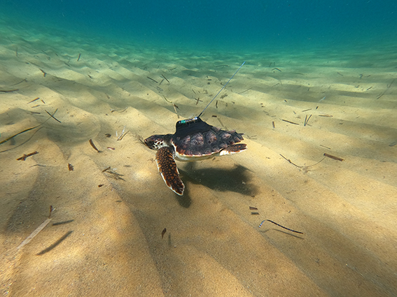 Una de las tortugas marcadas por ANSE, seguramente Argonauta, el día de su liberación en Calblanque (Murcia) el 5 de octubre de 2020.