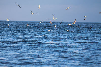 Pardelas cenicientas y gaviotas patiamarillas se alimentan en la parte marina de la zona de la Red Natura 2000 que protege la Albufera de Valencia y su entorno (foto: SEO/BirdLife).