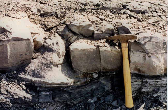 Tocón de Omphalophloios sepultado entre dos bloques de ceniza volcánica en la misma posición que ocupó en vida (foto: R.H. Wagner).