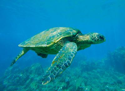 Tortuga verde (Chelonia mydas) en aguas someras, una de las especies de quelonios marinos objeto del nuevo programa de ciencia ciudadana (foto: 123RF).