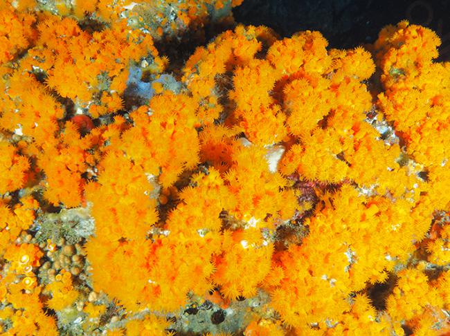 Colonia de coral naranja (Astroides calycularis) en su medio natural (foto: Asociación Hombre y Territorio).