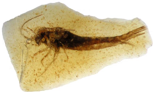 Pececillo de cobre (Archaeognatha) preservado en ámbar cretácico del yacimiento de Peñacerrada I (Burgos). El ejemplar mide menos de 3 milímetros de longitud.