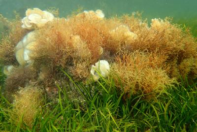 Fondos marinos tapizados por el alga parda Gorgolaria barbata (foto: Enrique Ballesteros / CEAB-CSIC).