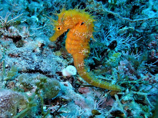 Caballito de mar de hocico largo (Hippocampus guttulatus) en la reserva marina de las islas Columbretes, un pequeño archipiélago volcánico situado frente a las costas de Castellón (foto: Adrián Teruel).