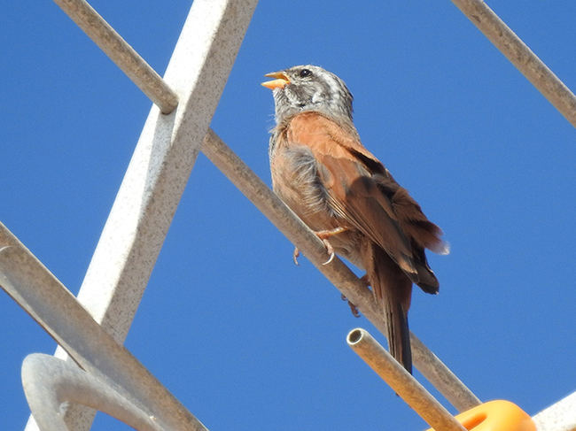 Macho de escribano sahariano (Emberiza sahari) reclamando en la localidad gaditana de Algeciras (foto: Asociación Tumbabuey).