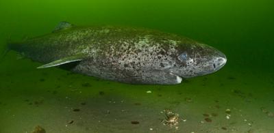 Tiburón de Groenlandia (Somniosus microcephalus) fotografiado en los fondos del estuario de San Lorenzo (Canadá). Foto: Doug Perrine.