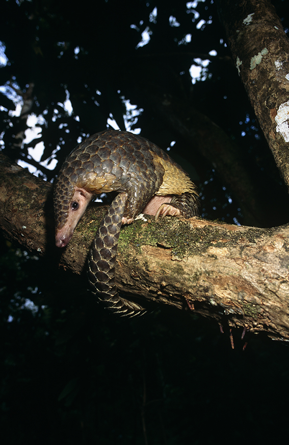 Pangolín malayo (Manis javanica) en la selva monzónica de la isla de Sumba (Indonesia). Según los criterios de la UICN, esta especie se encuentra "Críticamente Amenazada" debido a la caza y el tráfico ilegal desde su área de distribución en el Sureste Asiático (foto: Michael Pitts).