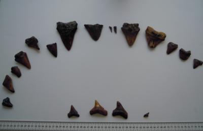 Diferentes piezas dentales fósiles de megalodón en el Centro Oceanográfico de Canarias (Santa Cruz de Tenerife), perteneciente al Instituto Nacional de Oceanografía (foto: Pedro Pascual-Alayón).