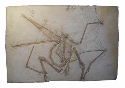 Holotipo de Pterodactylus antiquus conservado en la Colección Estatal Bávara de Paleontología y Geología de Múnich (foto: F. Knoll).
