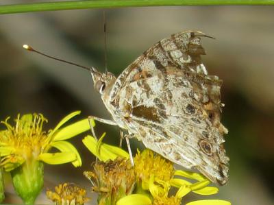 Mariposa cardera localizada en octubre de 2017 durante el trabajo de campo en el litoral gaditano. Como puede verse, es un ejemplar con las alas muy gastadas, lo que indica que nació hace tiempo en otro lugar y fue posteriormente detectada cuando cumplía su migración otoñal (foto: Mariano Cuadrado).