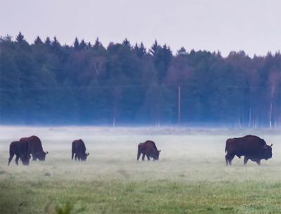 Machos adultos de bisonte europeo al amanecer en una pradera contigua a un sector del bosque de Bialowieza perteneciente a Bielorrusia (foto: ruslankphoto / 123RF).